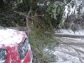 tree-down-1a